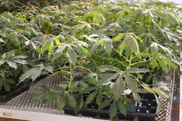 Image of cassava