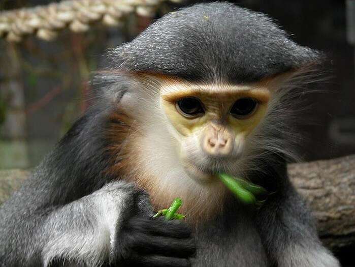 Image of Red-shanked Douc Langur
