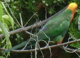 Image of Australian King Parrot