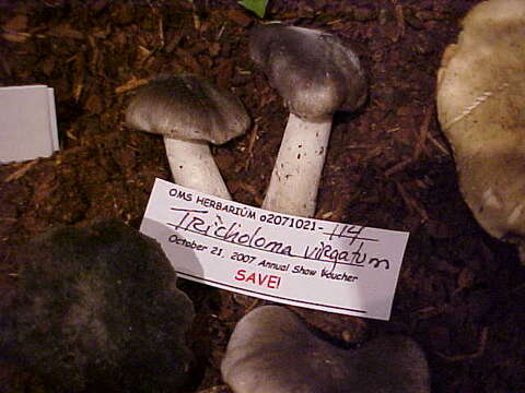 Imagem de Tricholoma virgatum (Fr.) P. Kumm. 1871