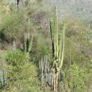 Image de Cereus stenogonus K. Schum.