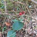 Imagem de Stephania japonica var. discolor (Bl.) Forman