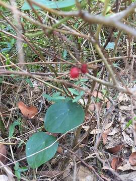 Image of Stephania japonica var. discolor (Bl.) Forman