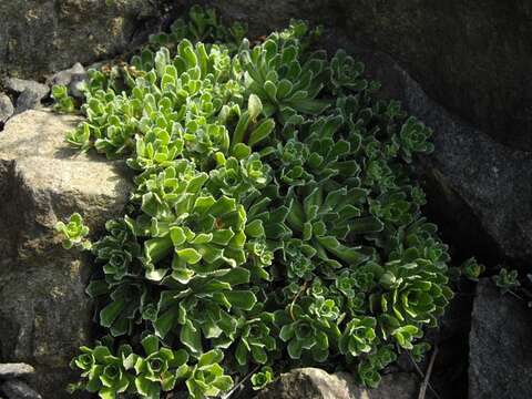 Image of Livelong Saxifrage