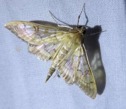 Mimorista subcostalis Hampson 1913 resmi