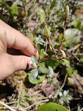 Image of Rhododendron adamsii Rehder