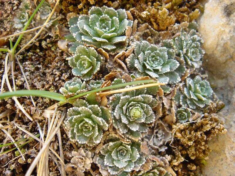 Image of Livelong Saxifrage