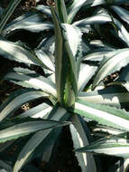 Image of American Aloe