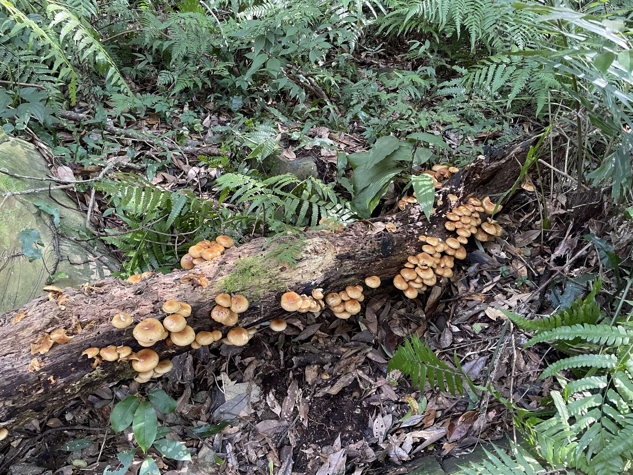 Слика од Pholiota nameko (T. Itô) S. Ito & S. Imai 1933