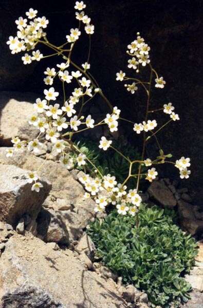 Image of Livelong Saxifrage