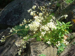 Image of Livelong Saxifrage