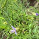 Image of Psoralea glabra E. Mey.