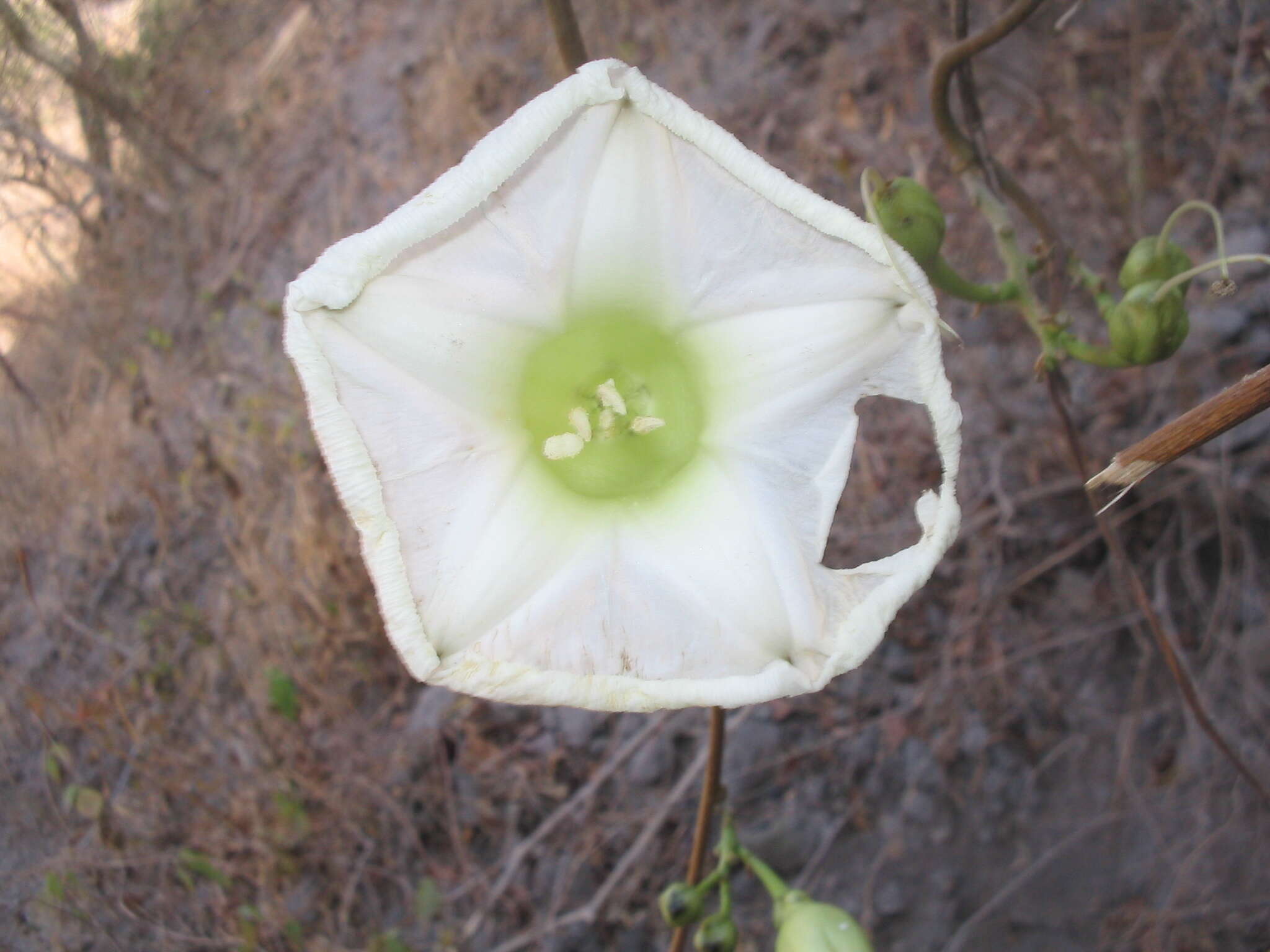 Imagem de Ipomoea pseudoracemosa G. D. Mc Pherson