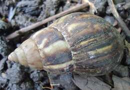 Image of Achatina fulica