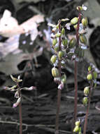 Image de Corallorhiza odontorhiza var. pringlei (Greenm.) Freudenst.