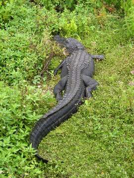 Image of alligators