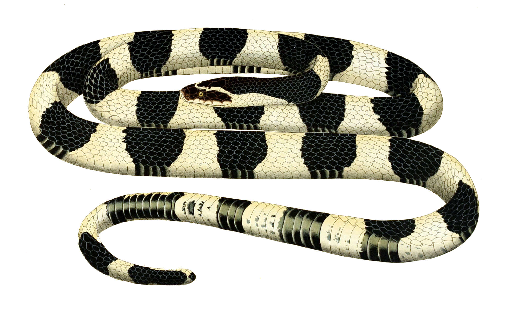 Image of Banded Krait