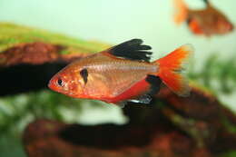 Image of Blood characin