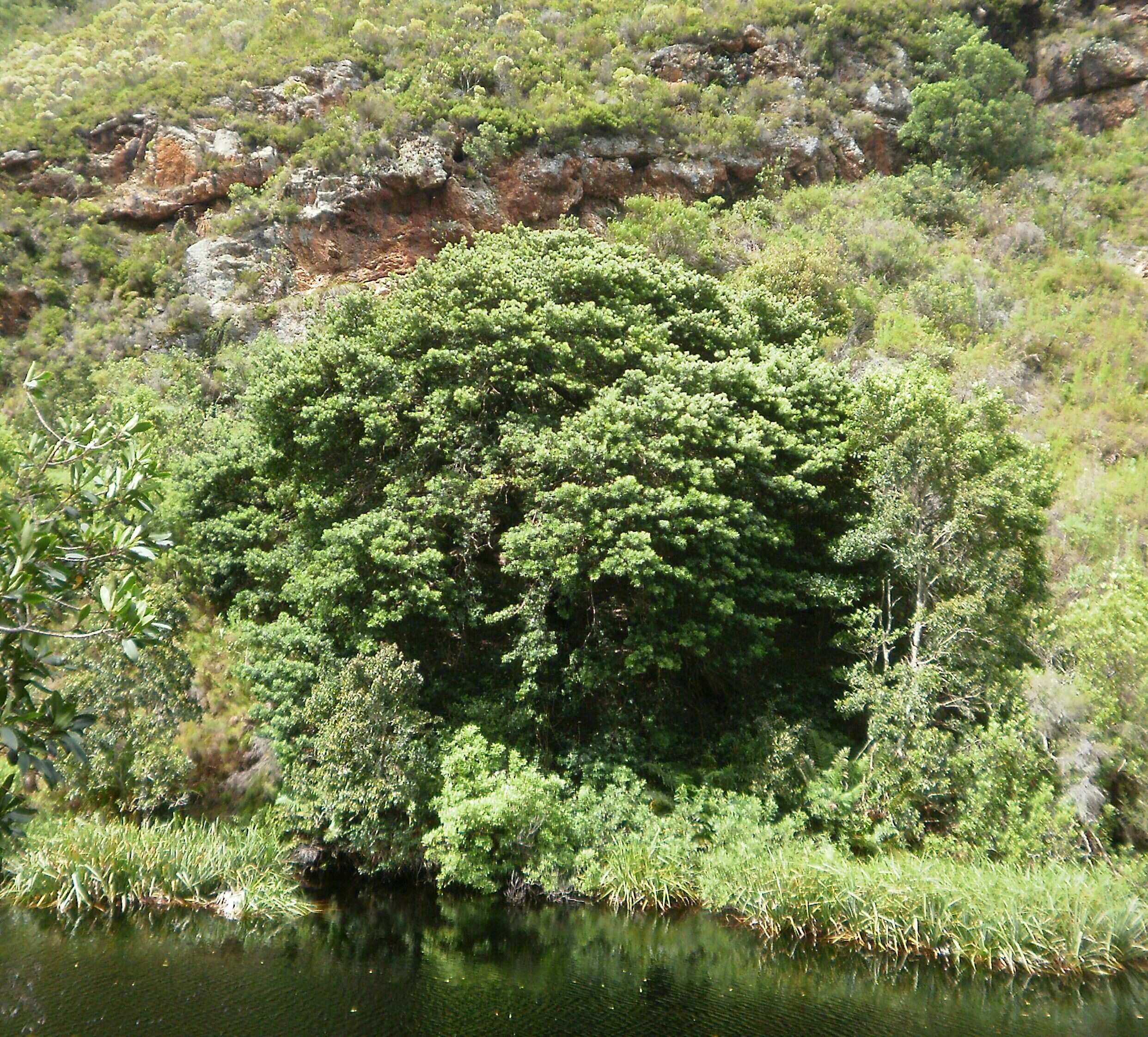 Image of Broad-leaved Yellowwood