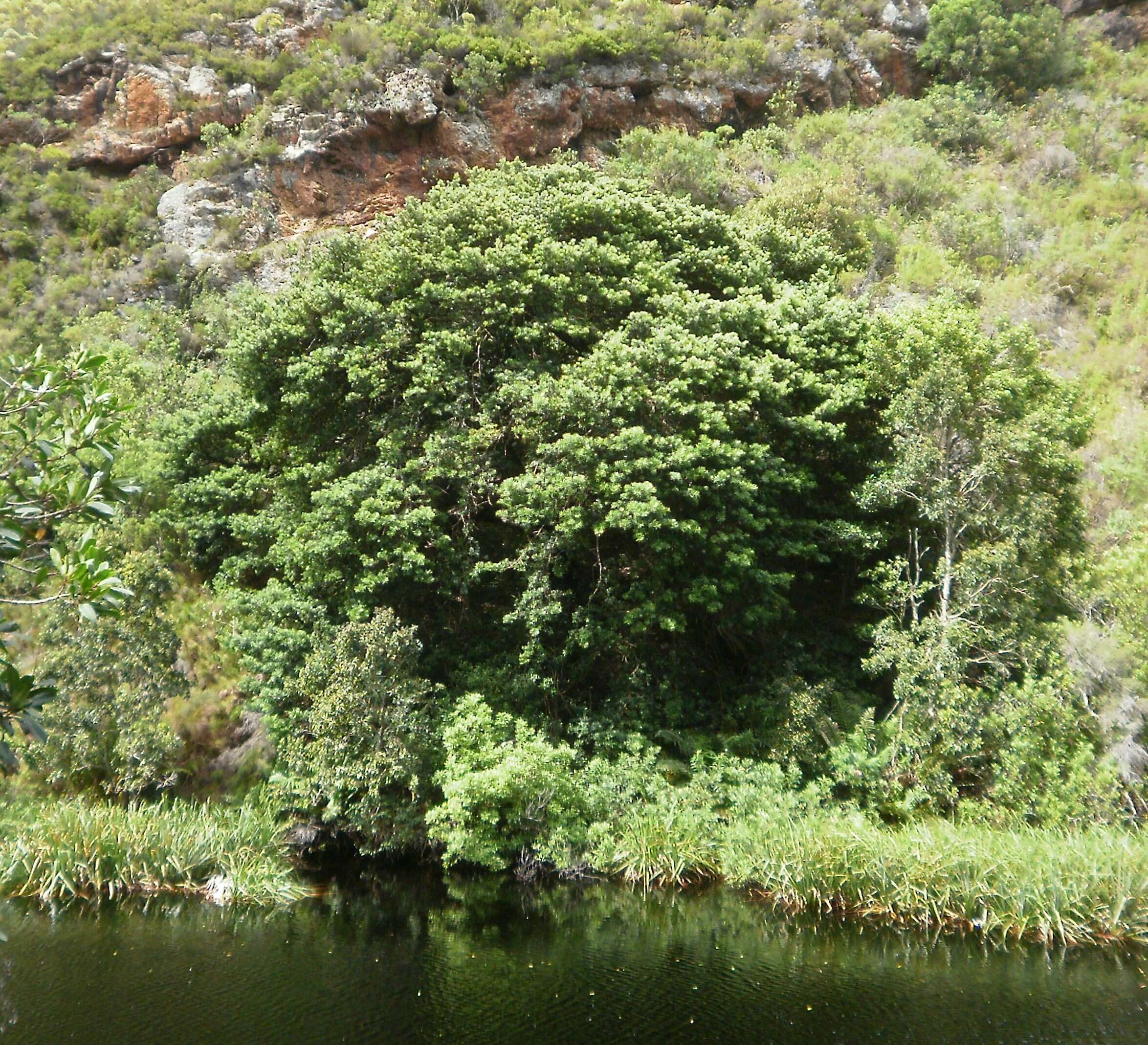 Image of Broad-leaved Yellowwood