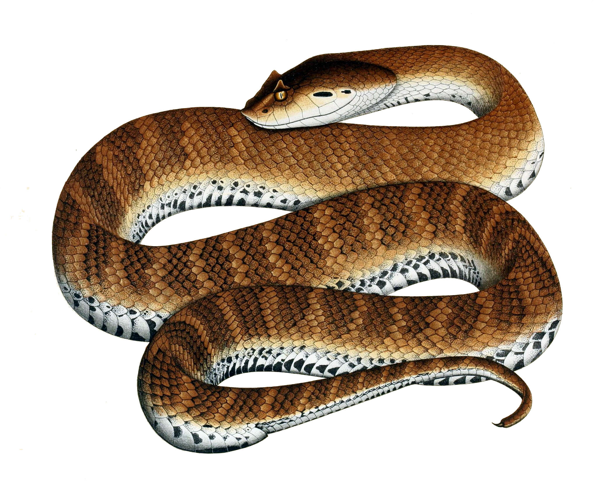 Image of Common Death Adder