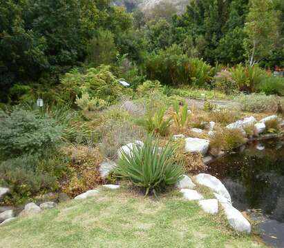 صورة Aloe succotrina Weston