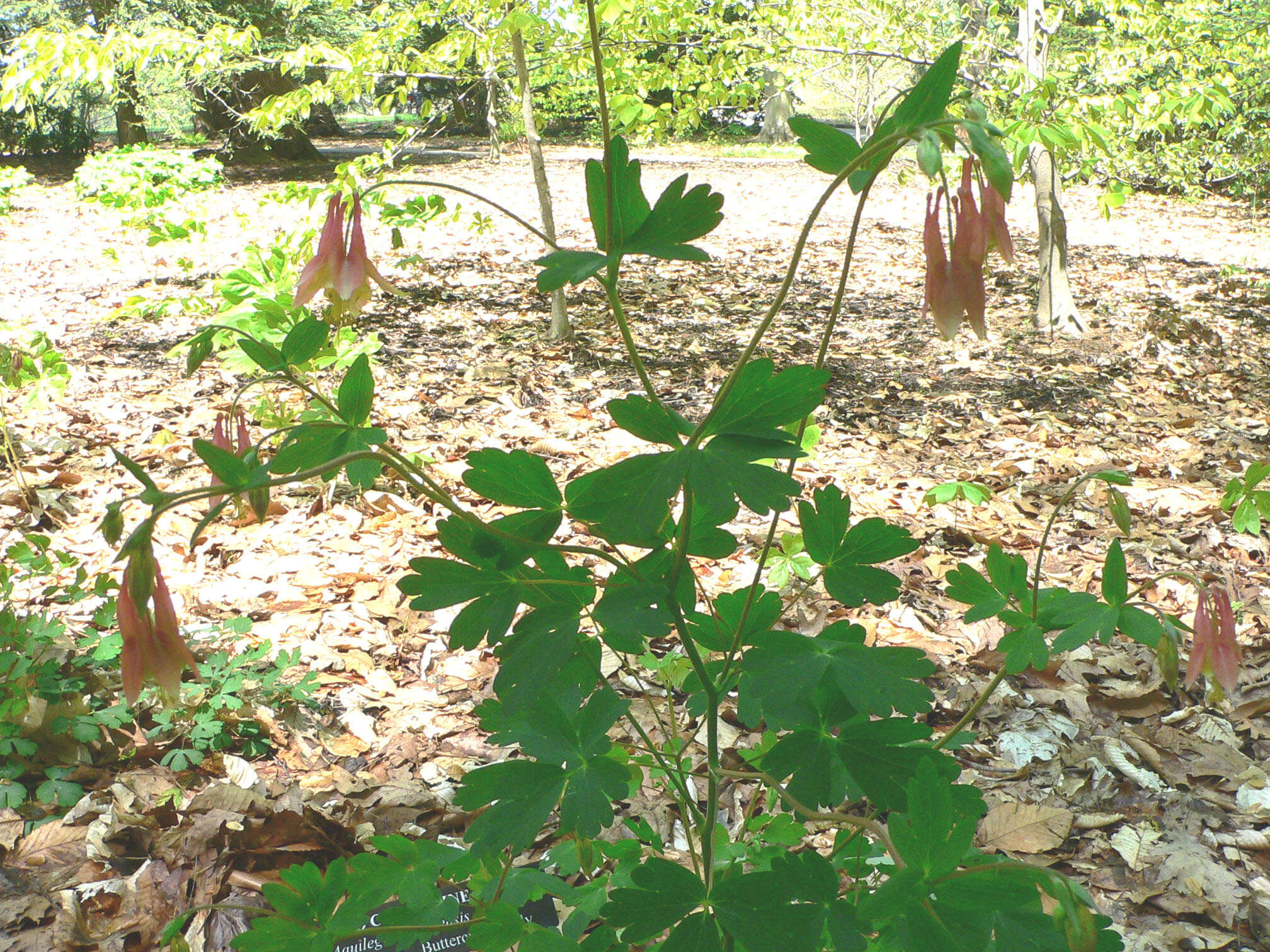 Image of red columbine