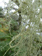 Image of string-of-sausages lichen