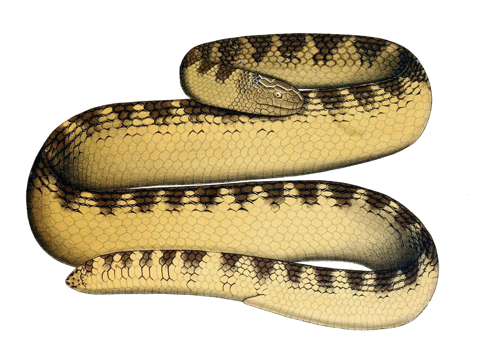 Image of Eydoux' Sea Snake