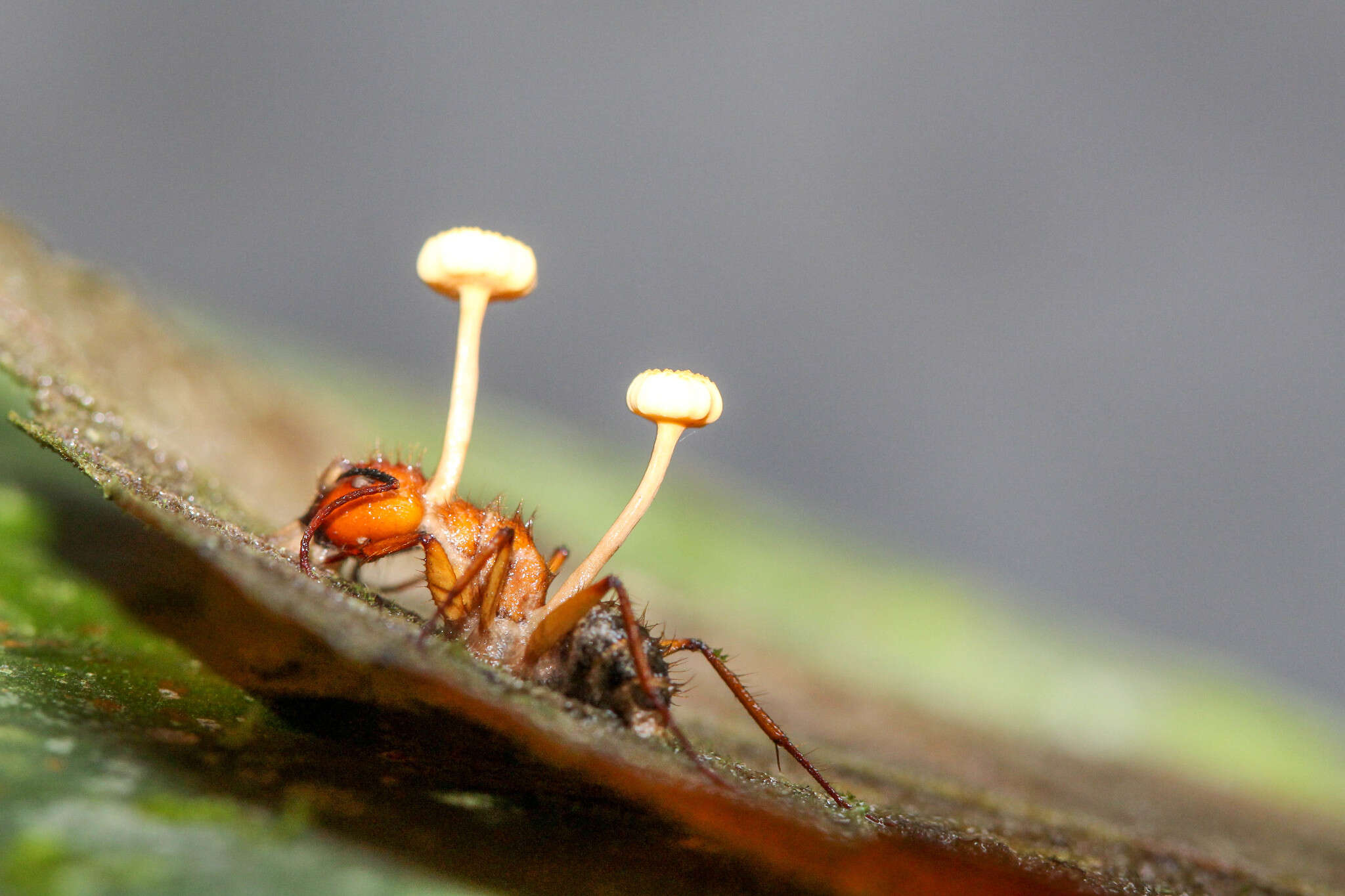 Image of Ophiocordyceps lloydii (H. S. Fawc.) G. H. Sung, J. M. Sung, Hywel-Jones & Spatafora 2007