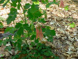 Image of red columbine