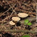 Image of Ampulloclitocybe avellaneialba (Murrill) Harmaja 2003