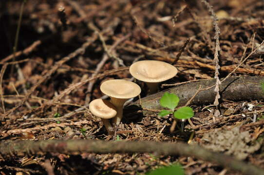 Image of Ampulloclitocybe avellaneialba (Murrill) Harmaja 2003