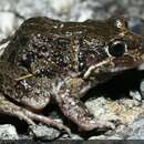 Image of Marbled Frog