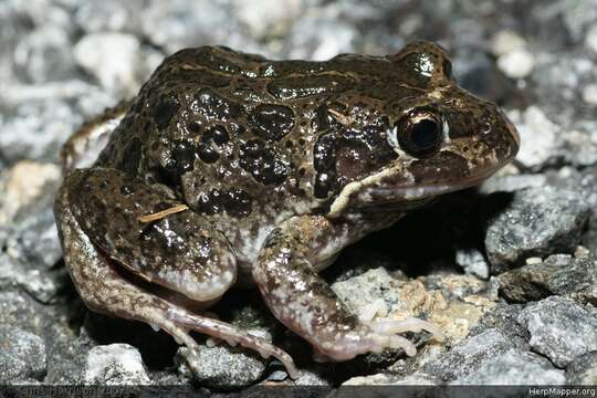 Image of Marbled Frog