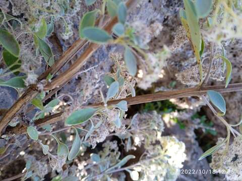 Image of Bystropogon origanifolius L'Hér.