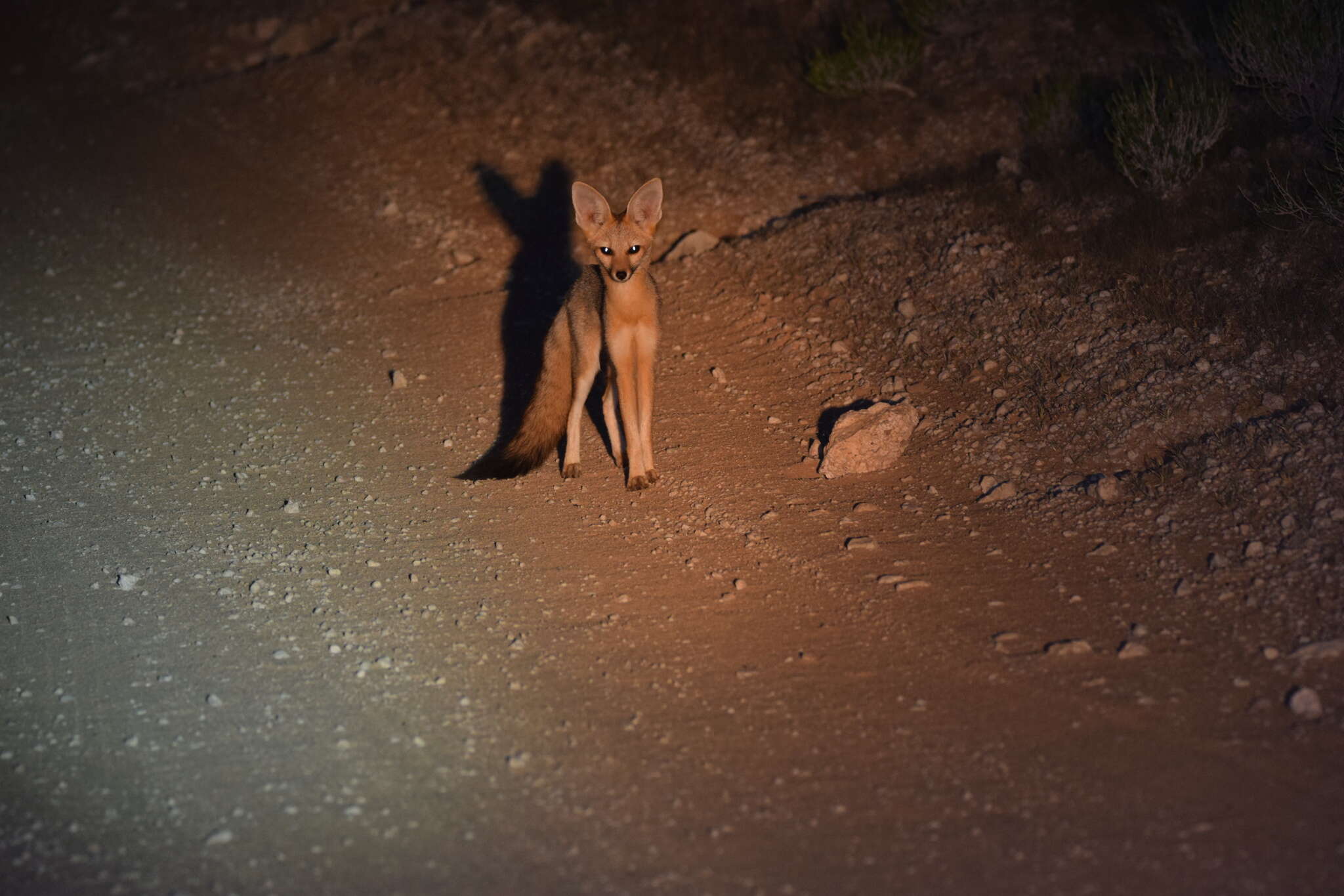 Слика од Vulpes chama (A. Smith 1833)