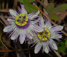 Image of Passiflora ciliata var. santiagana (Killip) Vanderpl.