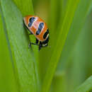 Coccinella trifasciata perplexa Mulsant 1850的圖片