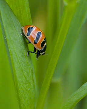 Image of Coccinella trifasciata perplexa Mulsant 1850