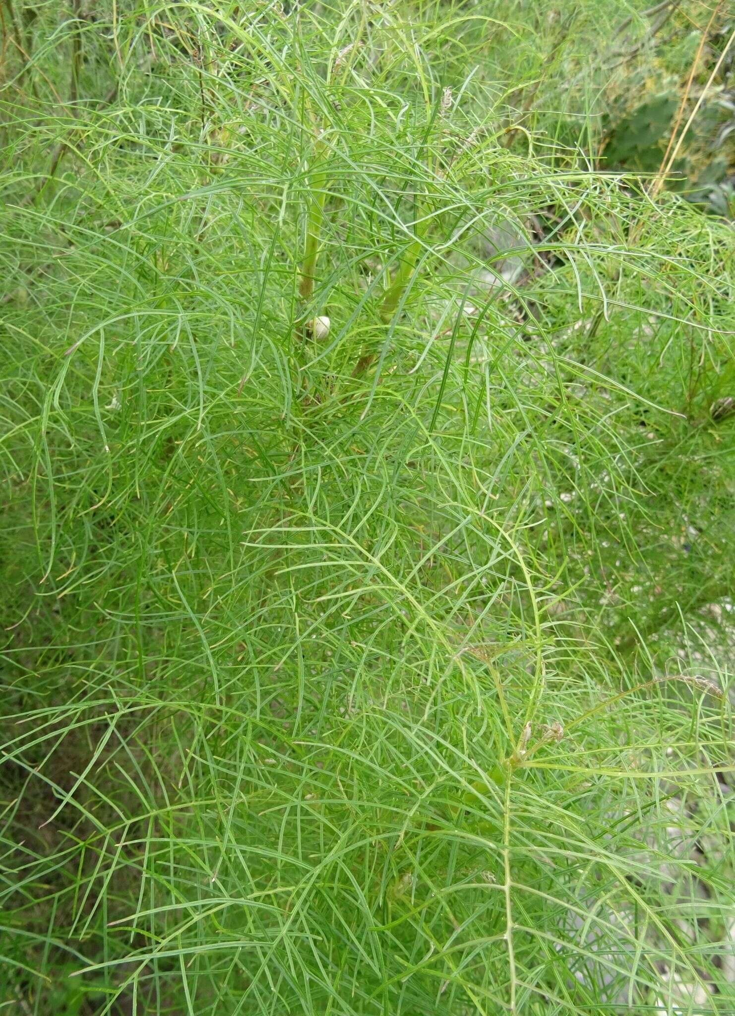 Image of Sonchus leptocephalus Cass.