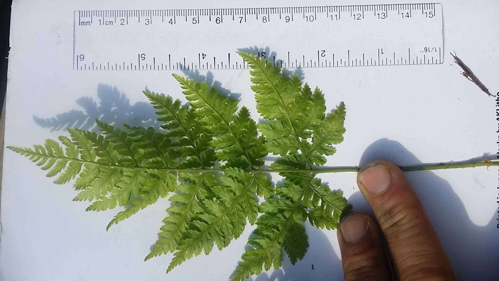 Image of spreading woodfern