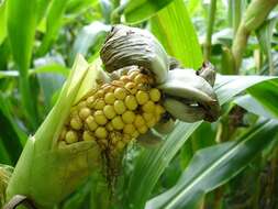 Image of corn smut