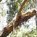 Image of Leptospermum brachyandrum (F. Müll.) Druce