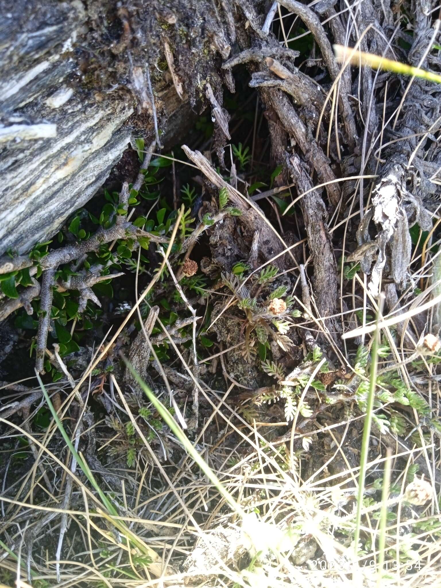 Image of Leptinella pectinata subsp. villosa (D. Lloyd) D. G. Lloyd & C. J. Webb