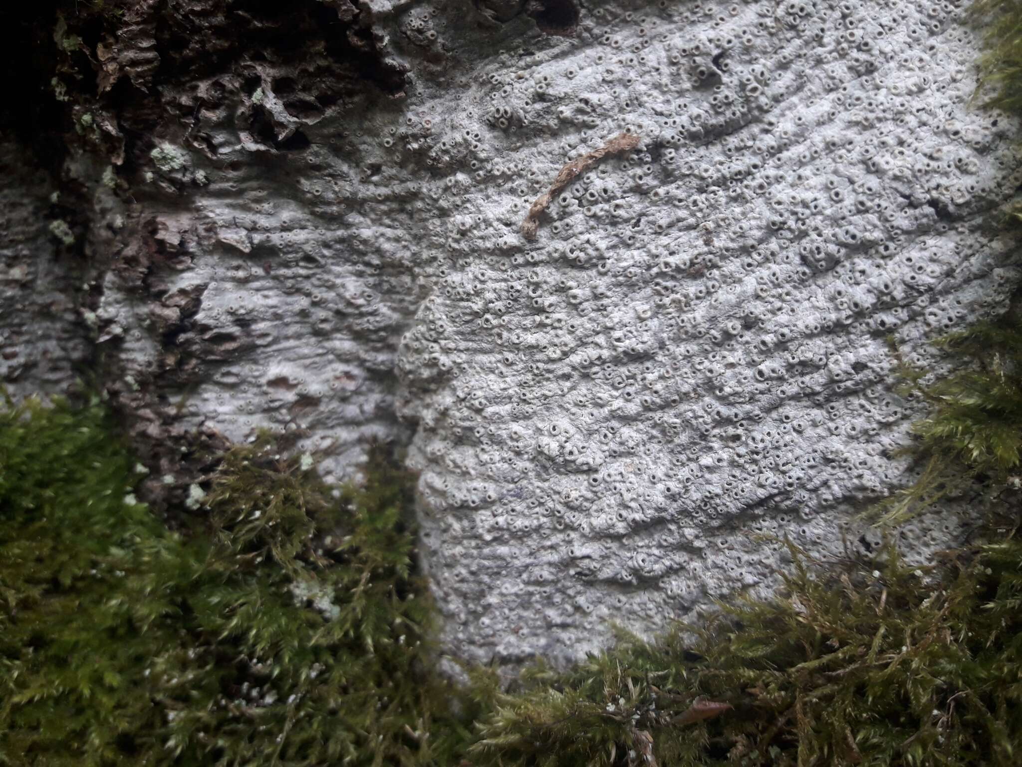 Image of barnacle lichen