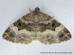 Epirrhoe alternata Müller 1794 resmi