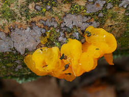 Image of Witches butter