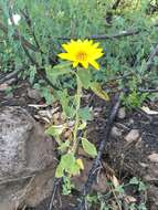 Image of serpentine sunflower