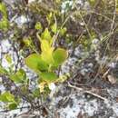 Image of dwarf huckleberry